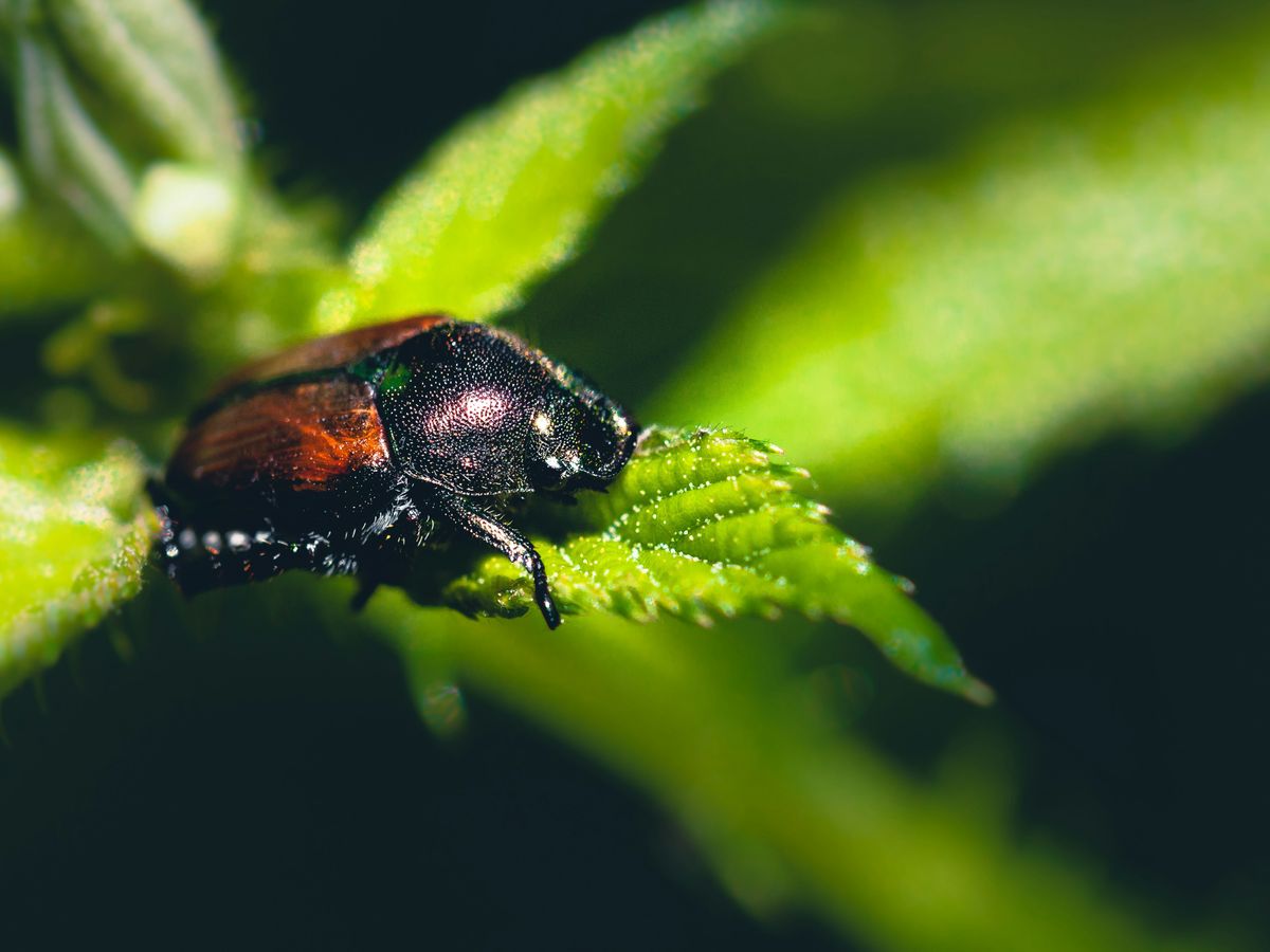 black beetle on green leaf in close up photography during daytime