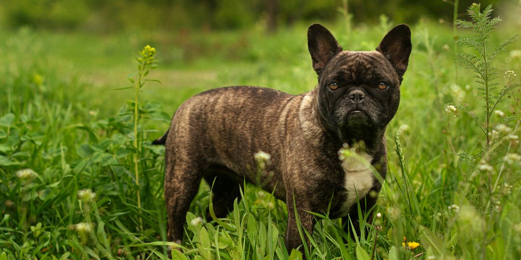 a dog standing in a grassy area