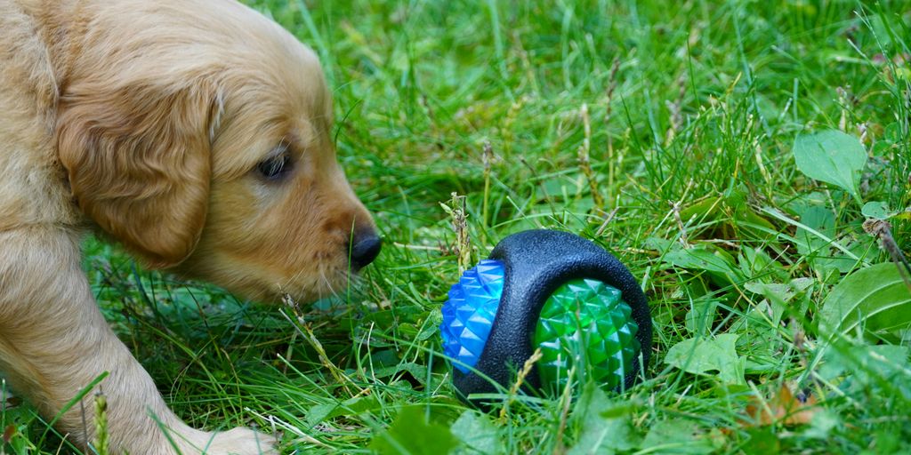 a puppy playing with a toy in the grass