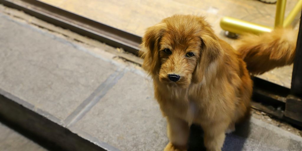 a small brown dog sitting on a step