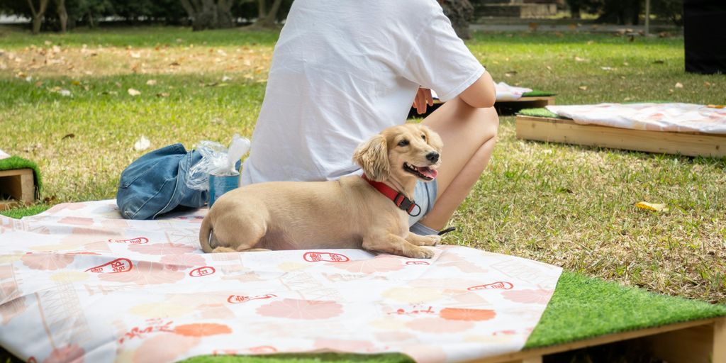 a dog lying on a table