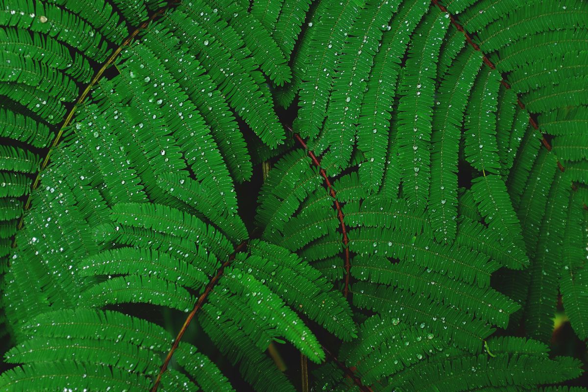 The Splashy Secrets of JADAM's Wetting Agent