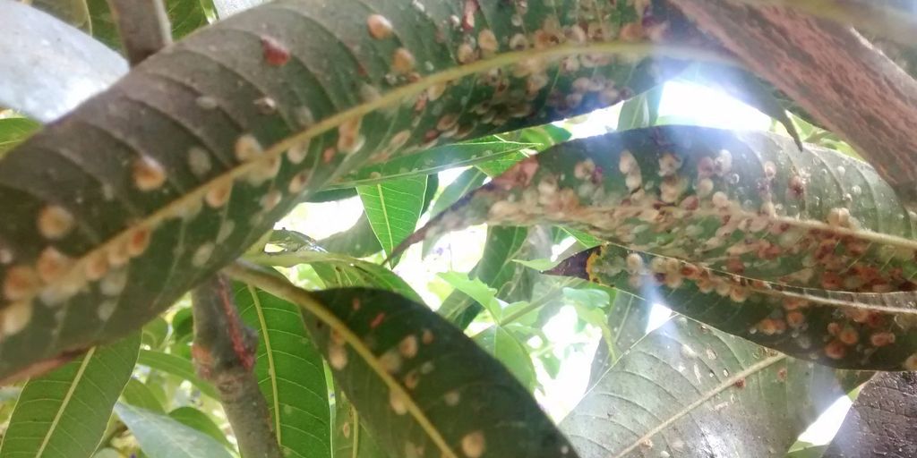 garden pests and natural solutions