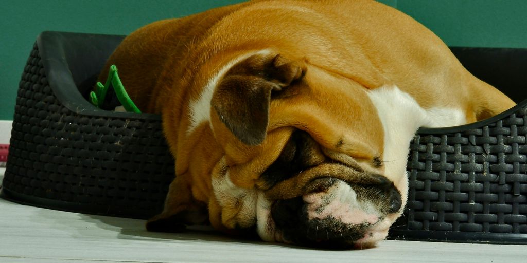 brown and white short coated dog