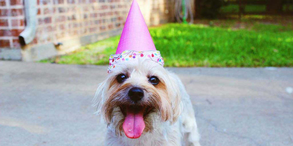 dog wearing party hat