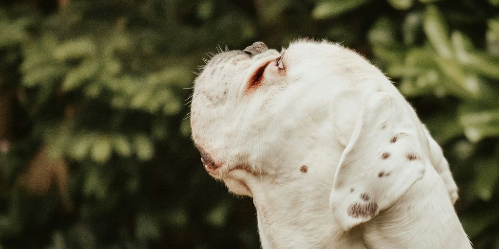 a white dog with brown spots is looking up