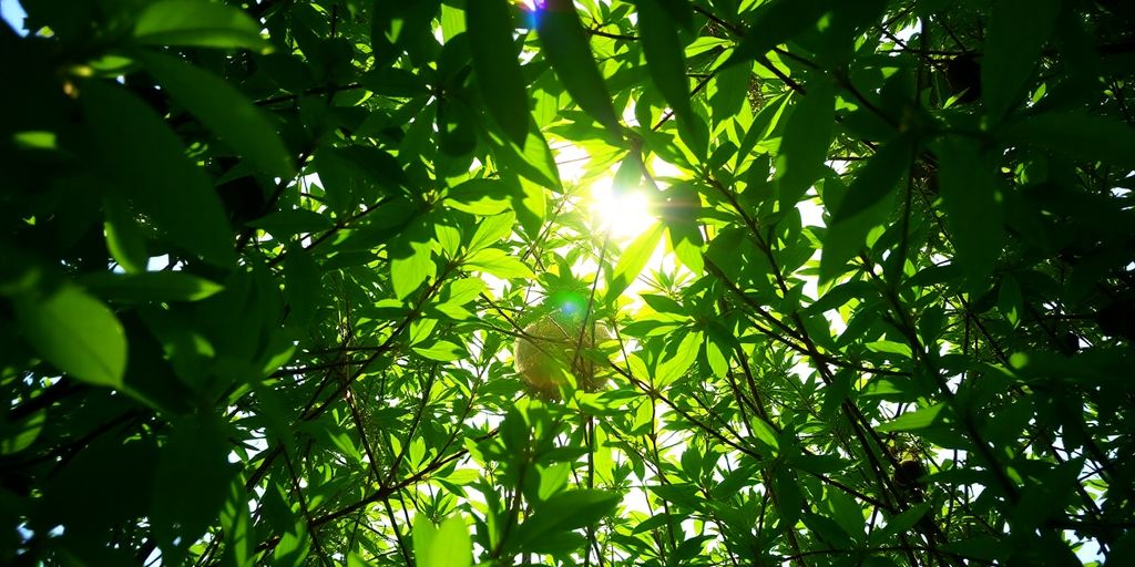 Plante verzi crescând spre lumina soarelui.
