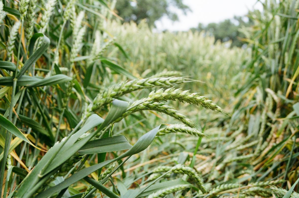 Organic Inputs: Crafting the JADAM Way