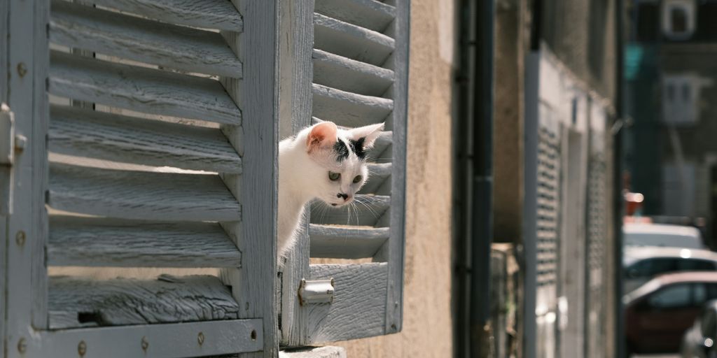 a cat looking out of a window