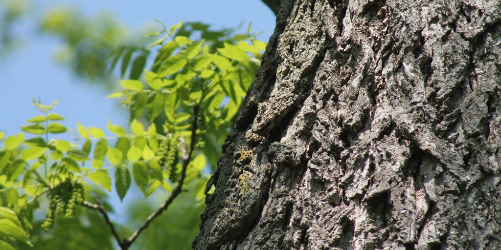 a close up of the bark of a tree