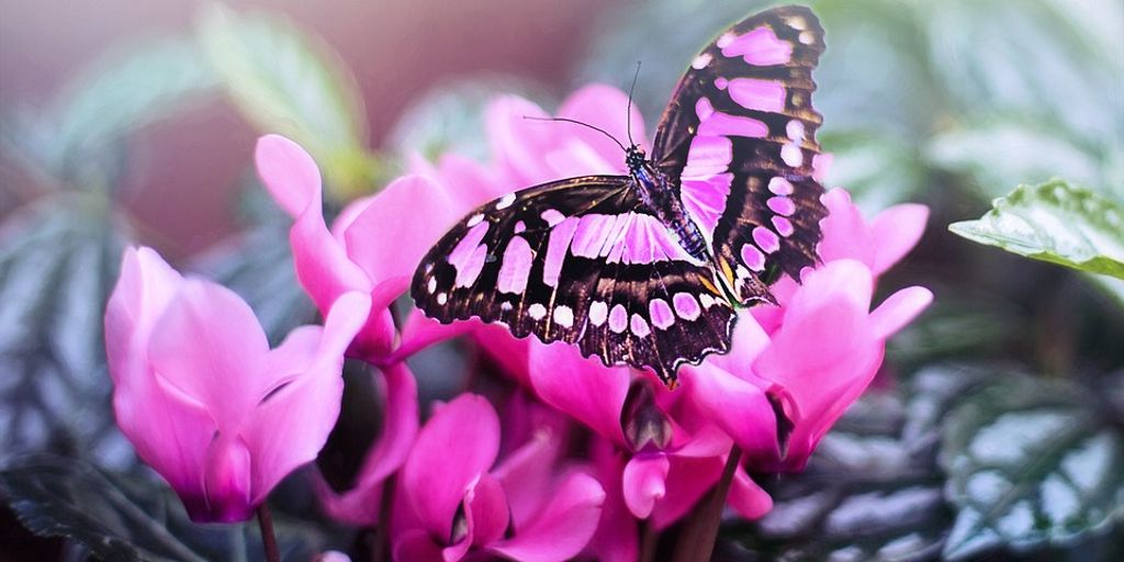 butterfly garden with colorful flowers