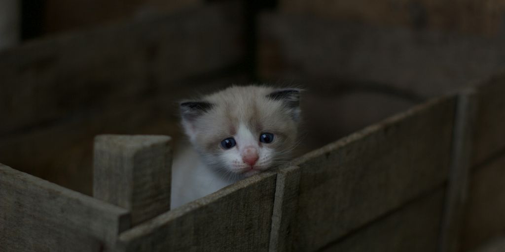 white and gray tabby kitten on brown wooden crate