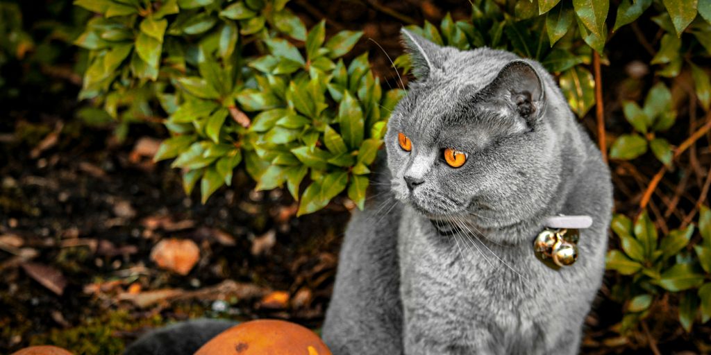a grey cat with a butterfly on its head
