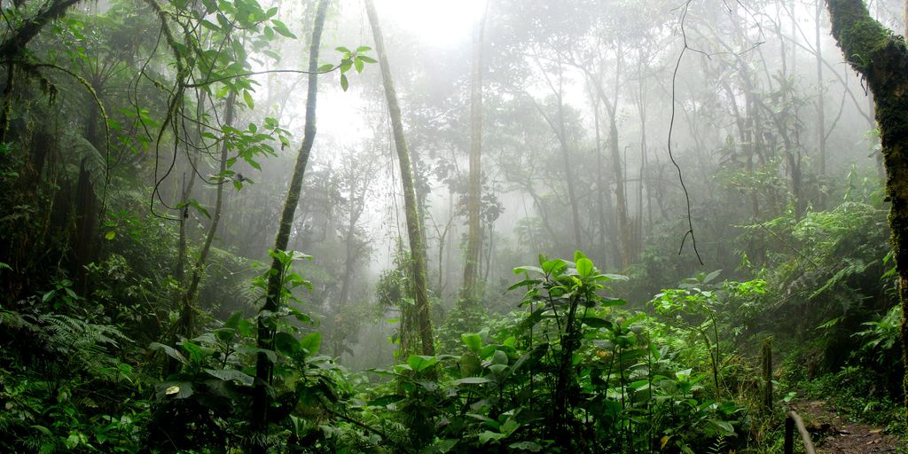 person meditating in a lush forest surrounded by diverse plants and wildlife
