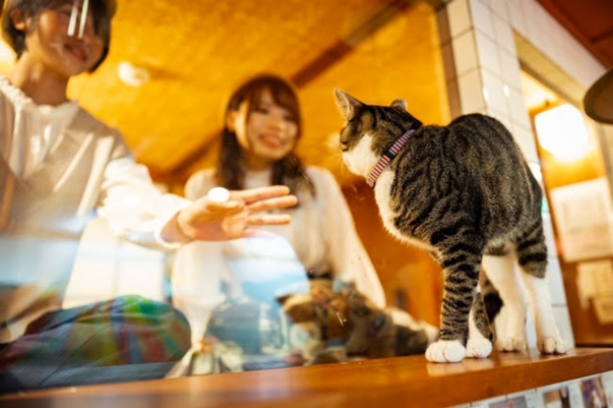 Training Tails: Educating the Sophisticat