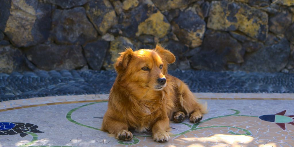 brown long coated small dog lying on ground