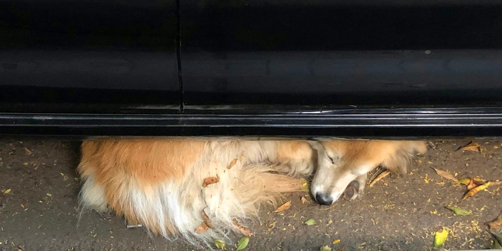 a dog lying on the ground