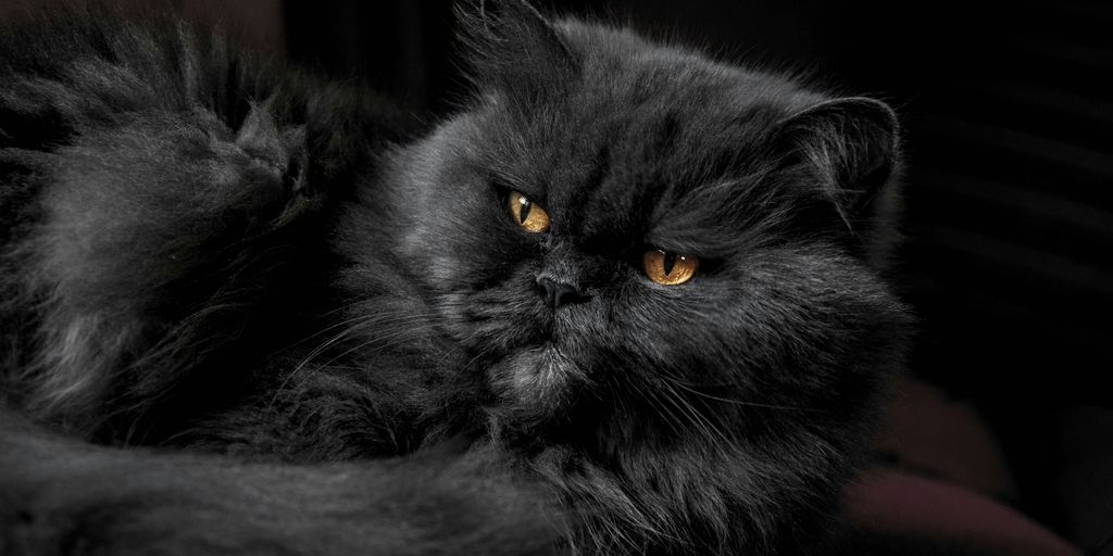 gray Himalayan cat on red fabric