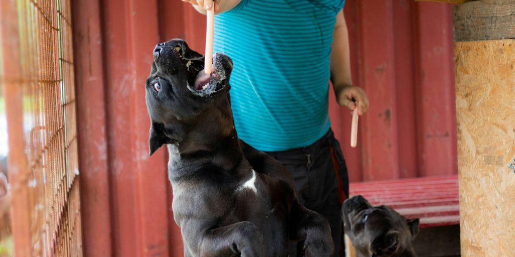 person feeding black dog