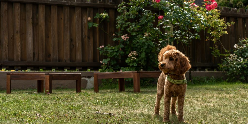 a brown dog standing on top of a lush green field