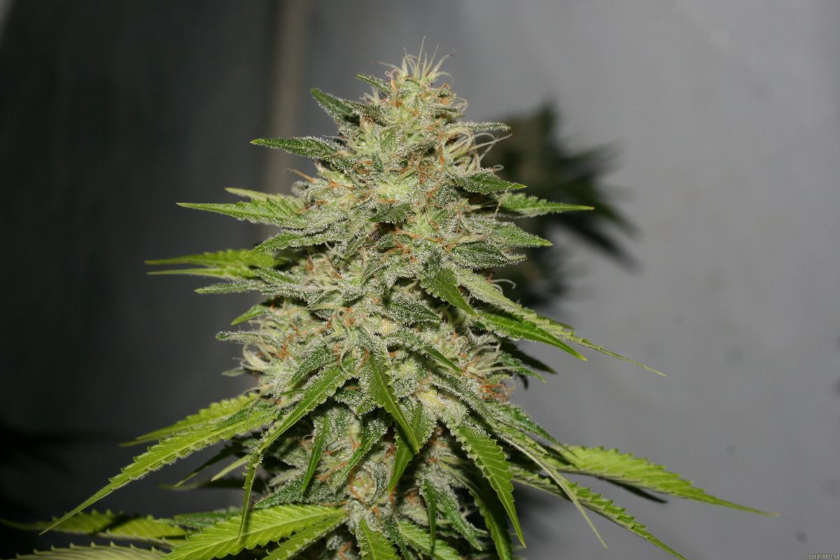 Anleitung zum Online-Kauf von Cannabissamen