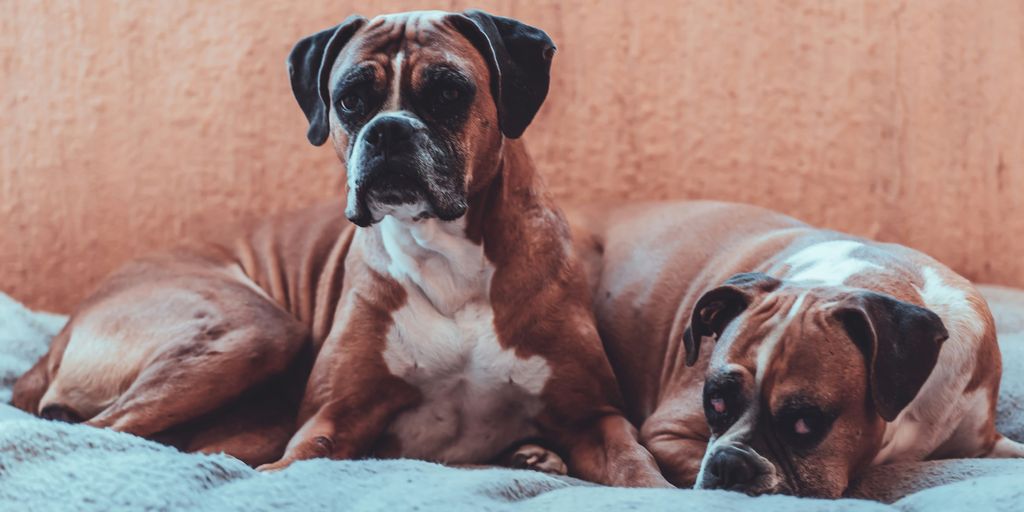 two tan dogs
