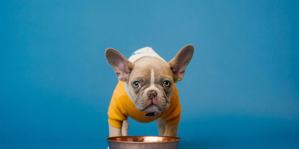 A french bulldog puppy stands by a food bowl.