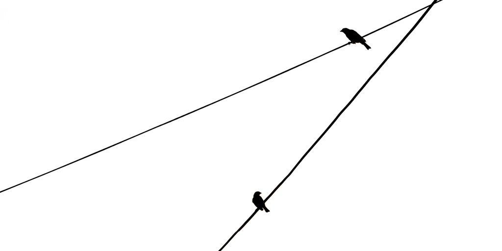 a couple of birds sitting on top of a power line