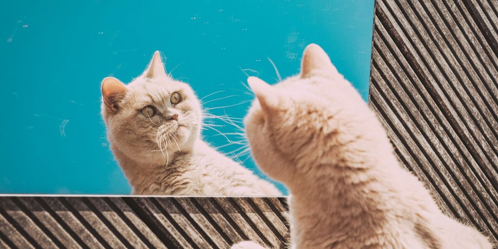 orange tabby cat lying on black and white striped textile