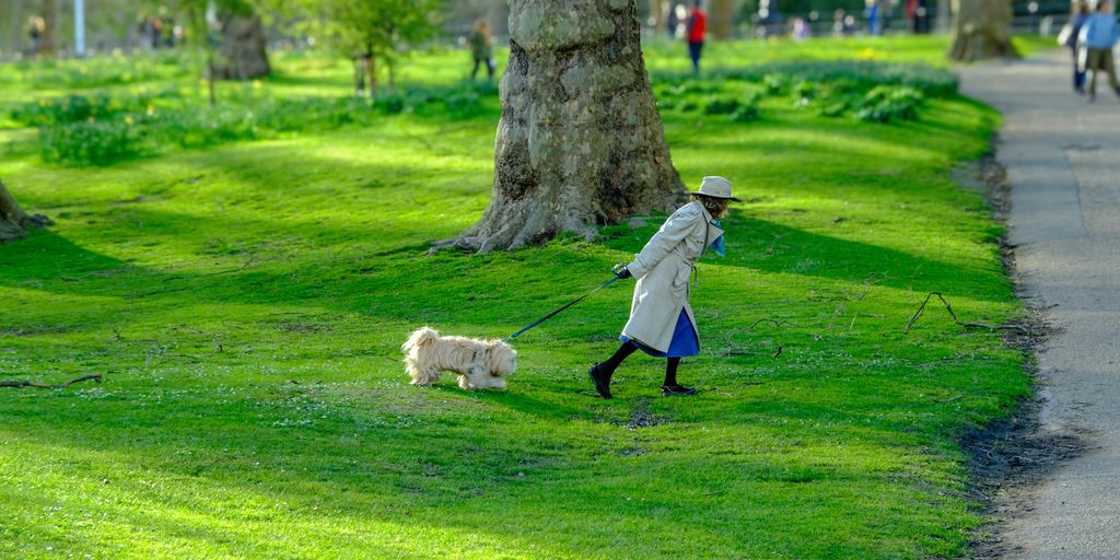 A person walking a dog in a park