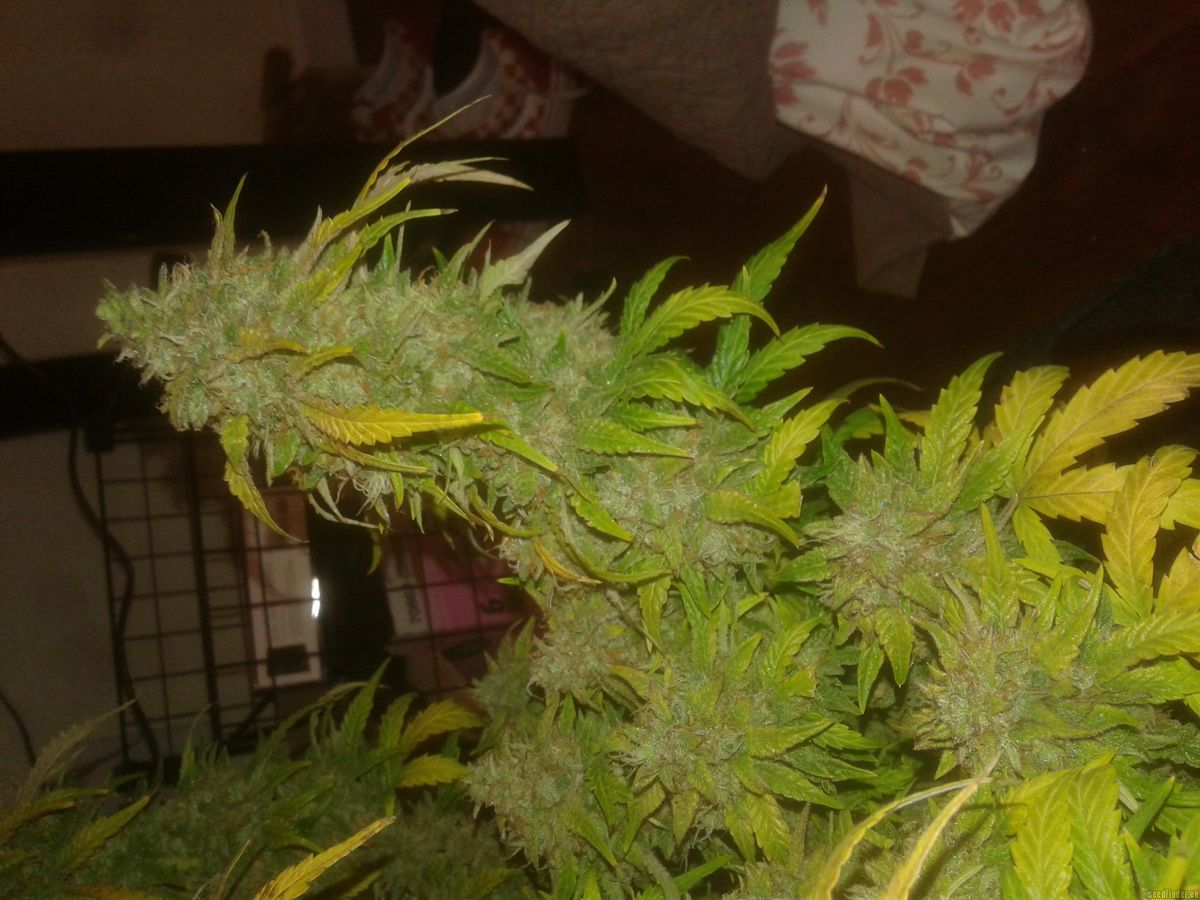 Cannabissamen für medizinische Zwecke