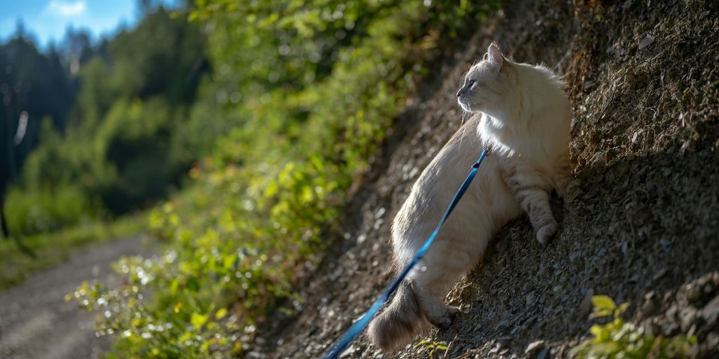 a cat on a leash on a rock