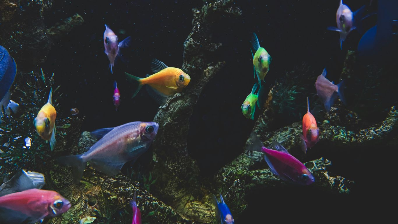 a group of fish swimming in an aquarium