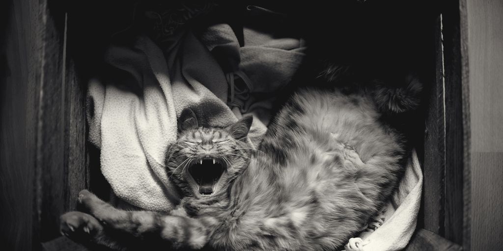 grayscale photography of cat inside the box
