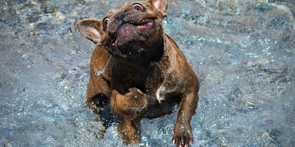 a brown dog standing in a pool of water