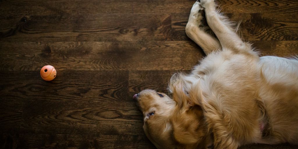 a dog laying on the floor next to a toy