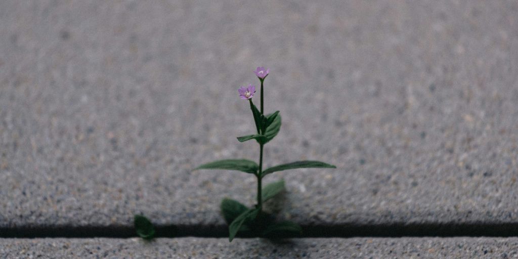 a small plant sprouts out of the pavement