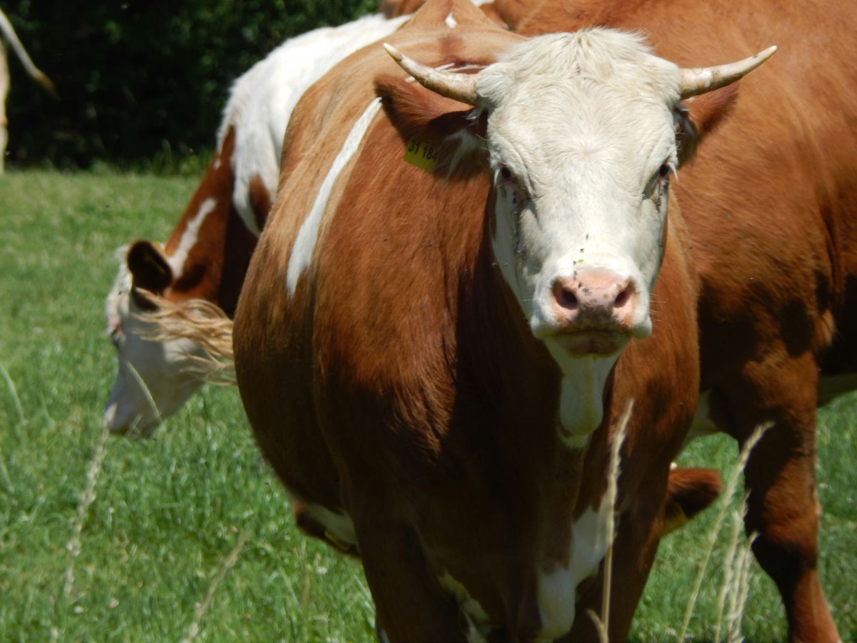 From Poop to Prosperity: Manure Management in JADAM