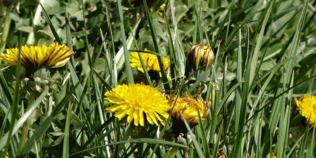 garden with mulch and natural pest control elements