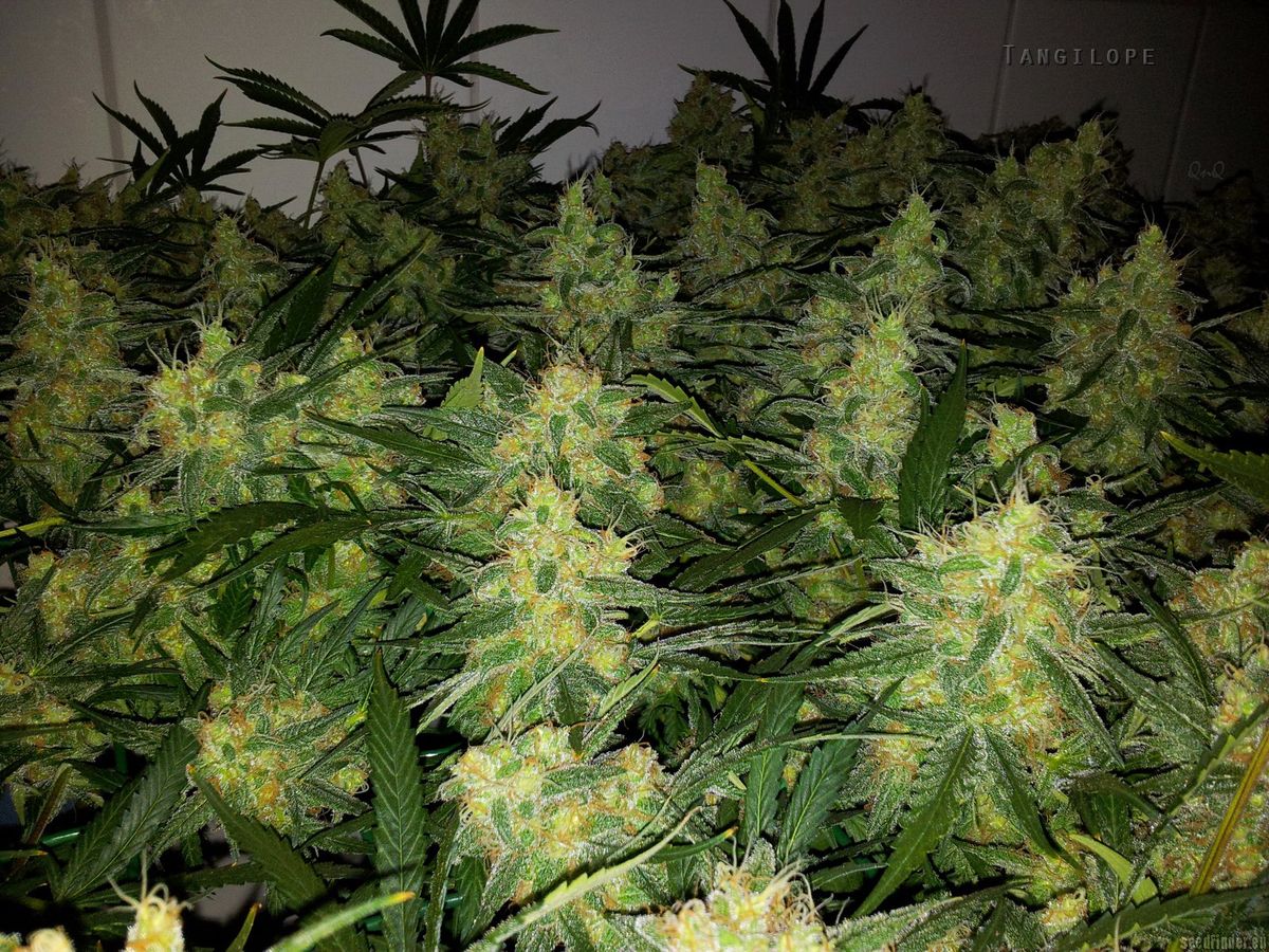 Medizinische Verwendung von Cannabis