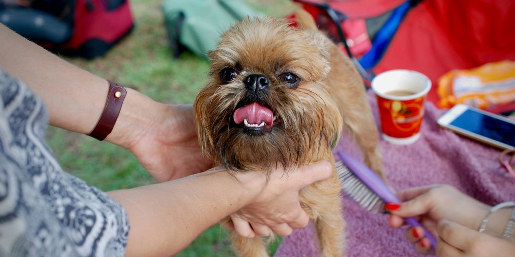 person holding short-coated brown dog