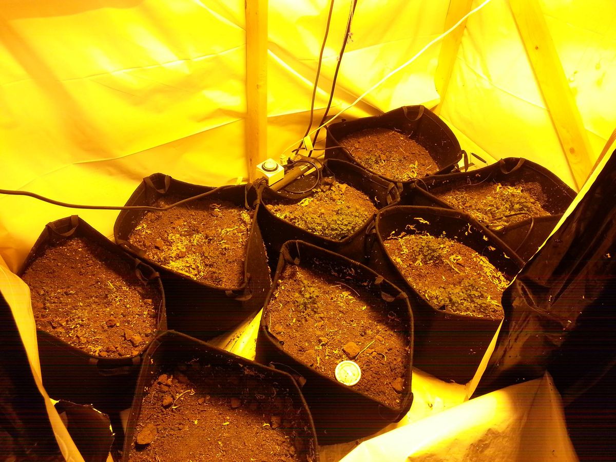 Auswahl der Cannabissamen