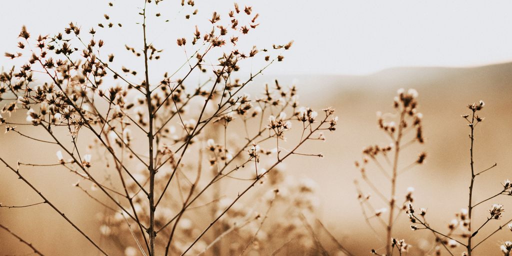 cotton plant on sephia photo
