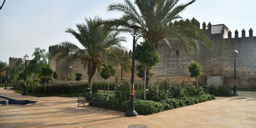 a palm tree in front of a stone wall