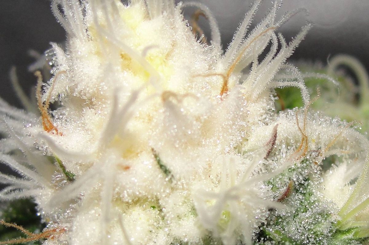 Anbau und Pflege von Cannabispflanzen