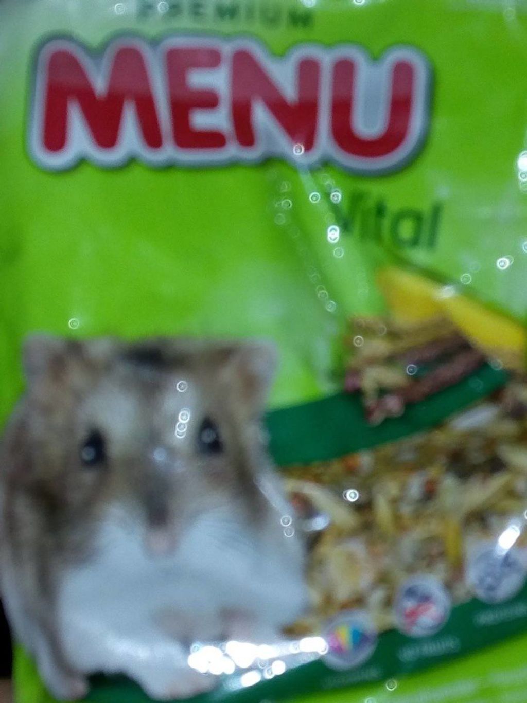 Feeding Your Hamster A Nutritional Guide to Ensure a Balanced Diet