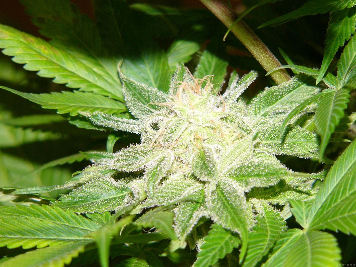 Grundlagen des Cannabisanbaus