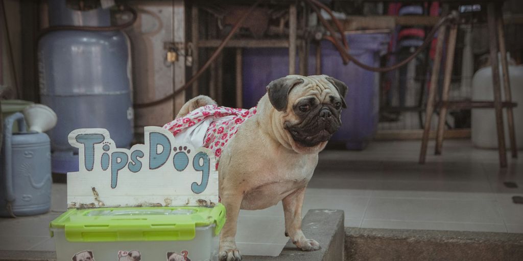 adult pawn pug