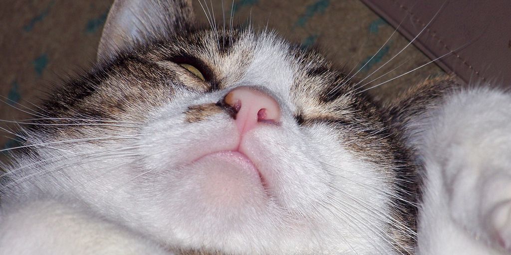 cat sleeping comfortably in a secure home environment