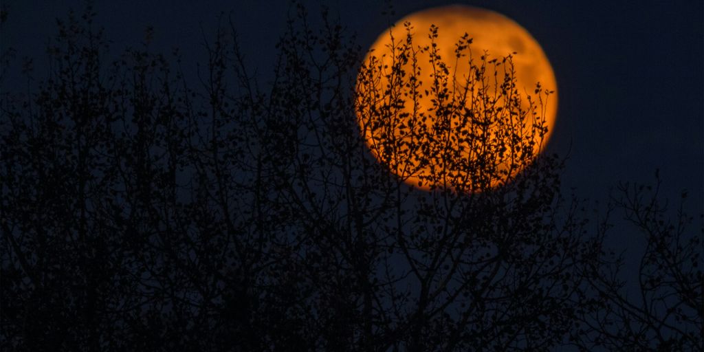 silhouette of trees during red moon